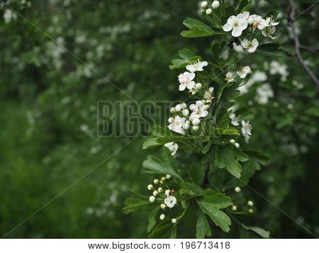 Branch Of Blooming Apple Tree