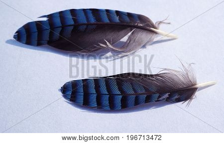 Two Blue Jay Little Feather