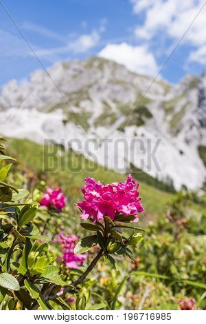 Hairy Alpenrose with mountain Gartnerkofel in Background on Nassfeld in Carnic Alps in Austria