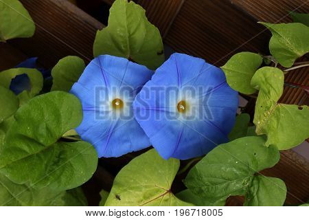 Blue Flower Convolvulus. Bindweed - Beautiful Garden Flowers
