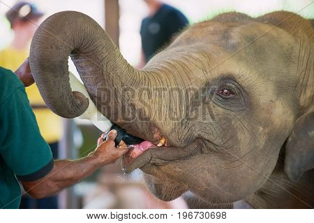 Baby elephant feeding milk from the bottle in Pinnawala Elephant Orphanage, Sri Lanka.