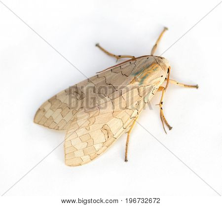 Large beige Tussock Moth (Halysidota genus) on a white background