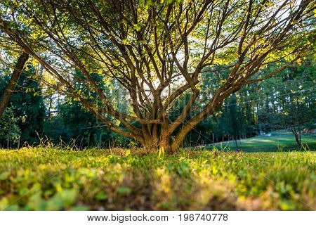 Beautiful Tree With Sun Peeking Through it