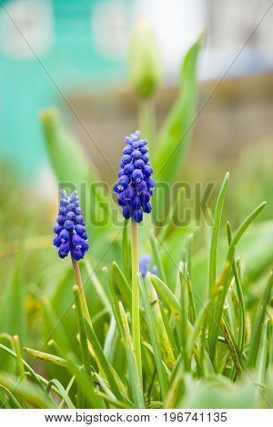 Flowering in the garden. The first spring flowers (Muscari neglectum).