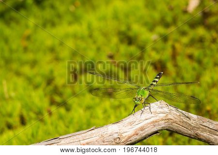 A close up of an Eastern Pondhawk