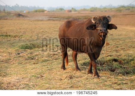 indian buffalo at the field in india