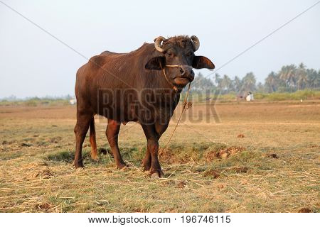indian buffalo at the field in india