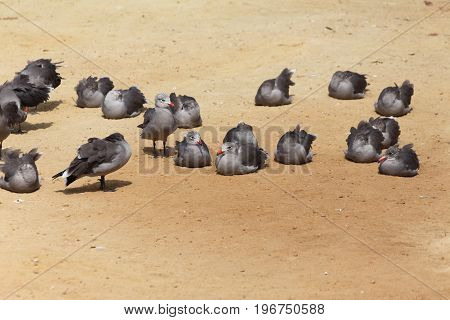 Heermann's Gull (Larus heermanni) adult in winter plumage
