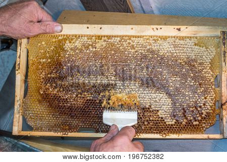 Honeycomb will open unwaxing fork beekeeper uncapped for harvest golden delicious honey. Close up