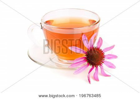 Echinacea tea isolated on white background. Medicinal tea.