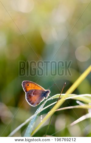 Morning butterfly on green meadow.Small Cute brown butterfly sitting on a blade of grass.Beautiful insect macro.Natural background