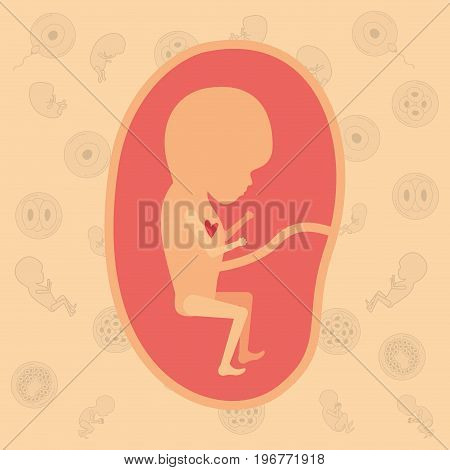 color background pattern pregnancy icons with fetus human growth in placenta trimestrer vector illustration