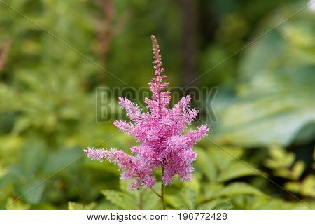 Flower of the garden plant false spirea astilbe x ardensii.