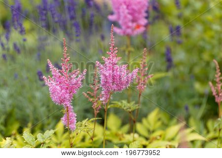 Flower of the garden plant false spirea astilbe x ardensii.