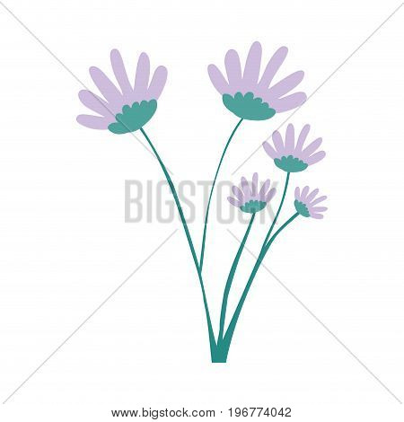 hand drawing lilac color daisy flower bouquet with several ramifications vector illustration