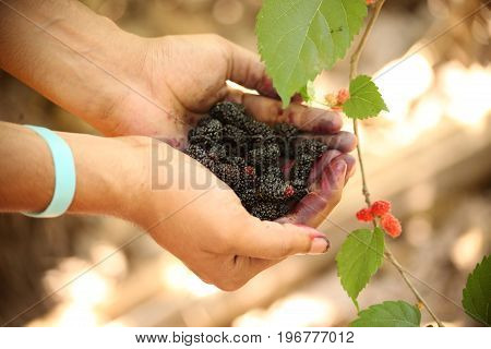 Fresh mulberries on hand of a young man