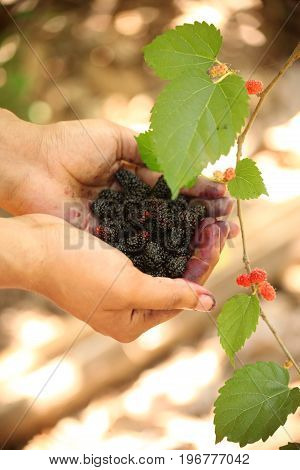 Fresh mulberries on hand of a young man