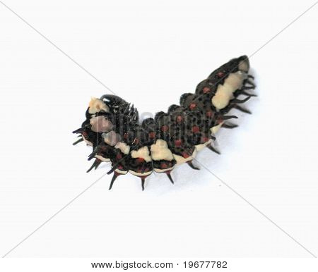 Caterpilla