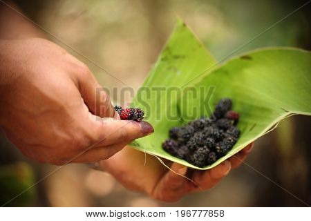 Fresh mulberries on hand of a young man