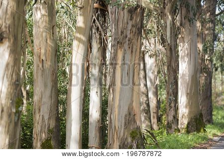 Portugal Algarv E Eucalyptus Tree