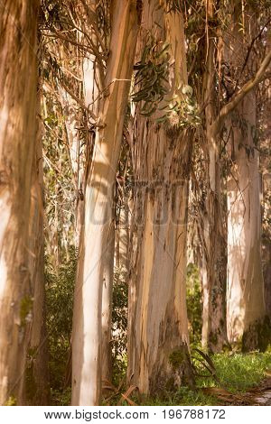 Portugal Algarv E Eucalyptus Tree