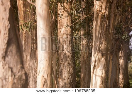 Portugal Algarv E Eucalyptus Tree