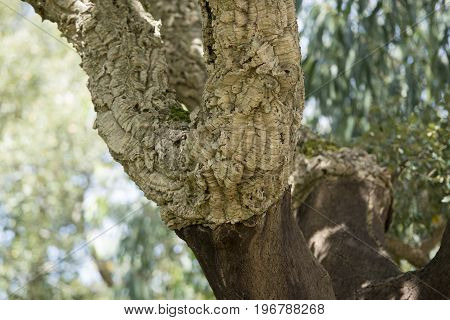 Portugal Algarve Monchique Cork Plantation
