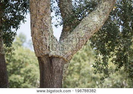 Portugal Algarve Monchique Cork Plantation