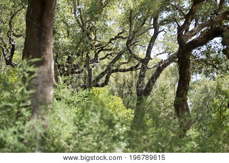Portugal Algarve Monchique Cork Plantation