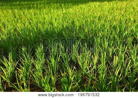Rice field in indian villages of the maharashtra