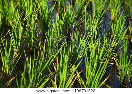 Rice field in indian villages of the maharashtra