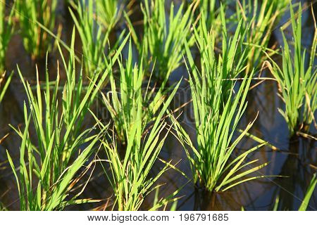 Rice field in indian villages of the maharashtra