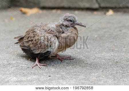 Closed up of Spotted dove or Spotted turtle dove