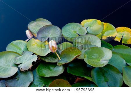 Cream And Yellow Water Lily - Nymphaceae Nymphaea Arc-en-ciel With Leaves Floating On Pond