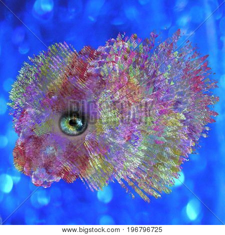 One goldfish in the blue water - Fractal art. Abstract background.