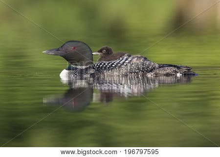 A Week-old Common Loon Chick Rides On Its Mother's Back - Ontario, Canada