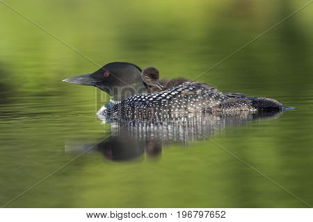A week-old Common Loon chick (Gavia immer) preens its feathers while riding on its mother's back - Ontario Canada