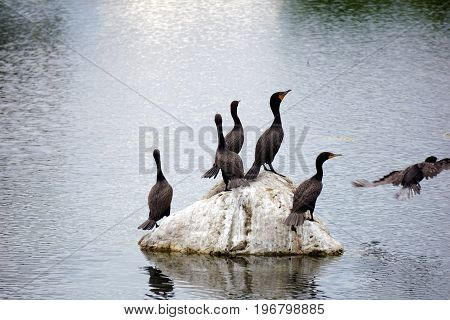 A flock of double crested cormorants (Phalacrocorax auritus) stands on a rock in a retention pond in Plainfield, Illinois, during June.
