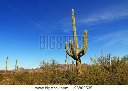 Large Saguaro cactus with arms and blue sky copy space near Tillotson Peak in Organ Pipe Cactus National Monument in Ajo, Arizona, USA including a large assortment of desert plants, which is a short drive west of Tucson.
