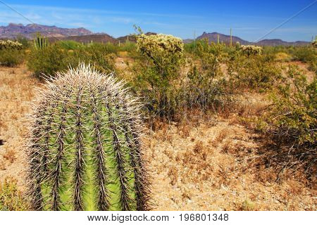 Close-up view of a small Saguaro cactus and blue sky copy space in Organ Pipe Cactus National Monument in Ajo, Arizona, USA including a large assortment of desert plants, which is a short drive west of Tucson.