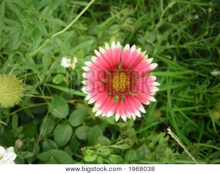 Smukke blomst