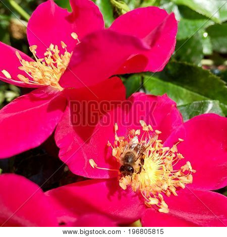 The photo shows blooming red flower, botanical with green leaves.