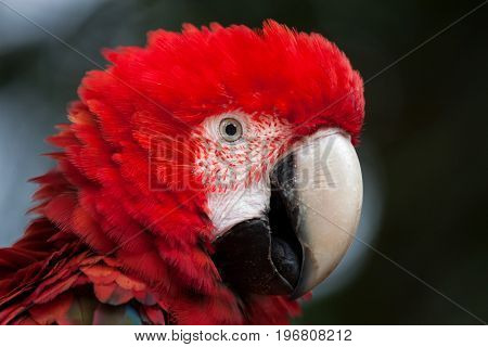 Green-winged macaw (Ara chloropterus), also known as the red-and-green macaw.