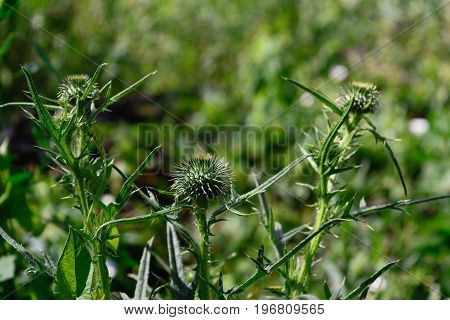 Medicinal herb blooming flowers soft background macro view