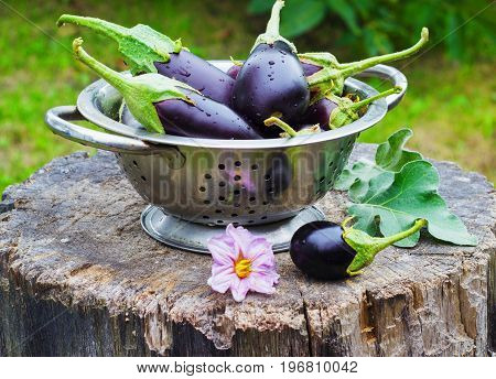 eggplant in a colander in the street on a stump garden summer