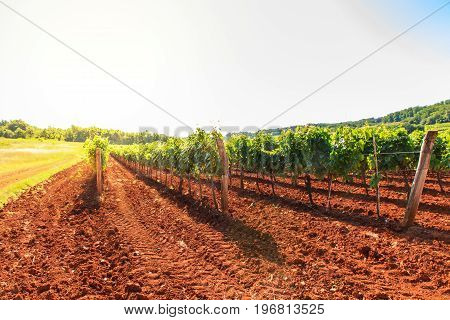 View of vineyards in the Istrian countryside