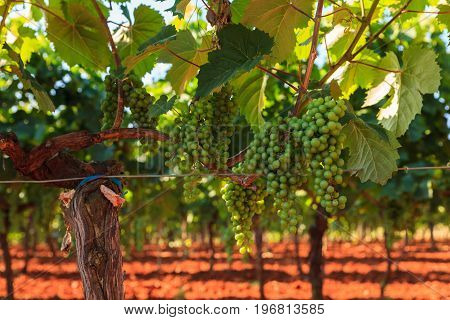 View of vineyards in the Istrian countryside