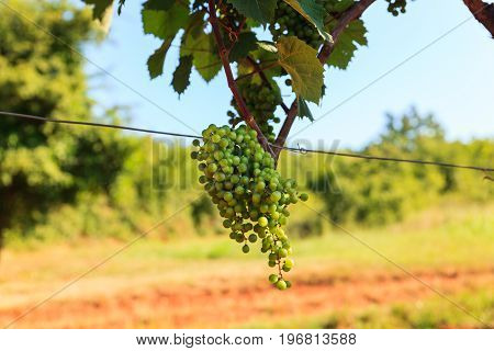 Grape harvest in the vineyards strian countryside