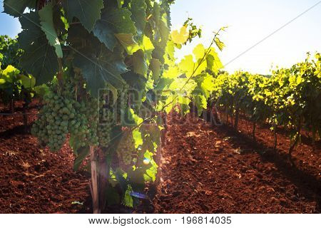View of vineyards in the Istrian countryside