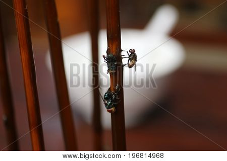 Fly stuck on glue traps on the dining table.